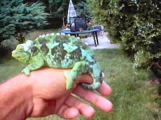 Gravid Camilla-High Blue