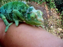 High Blue Gravid Jackson