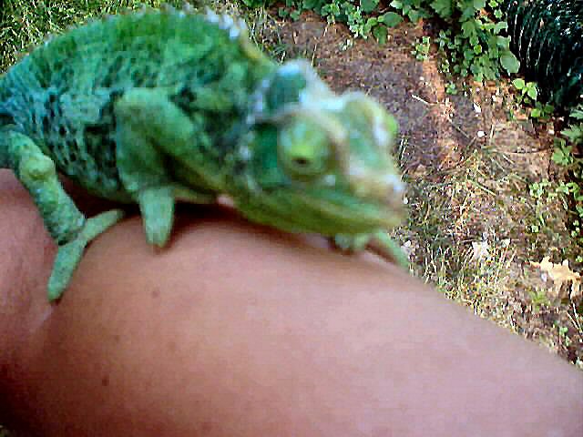 High Blue Gravid Jackson