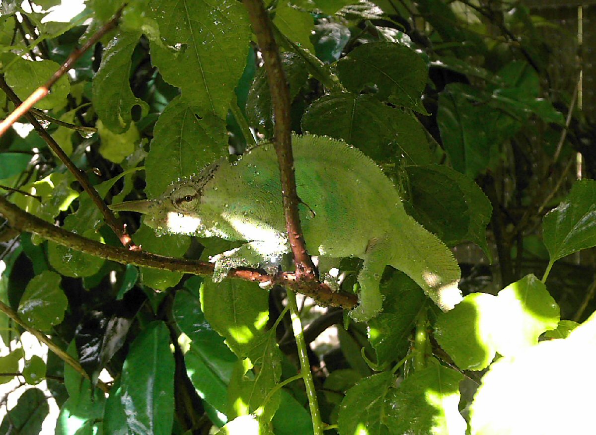 CBB Chamaeleo M. Montium
