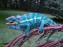Oorana Mena