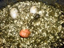 Red egg