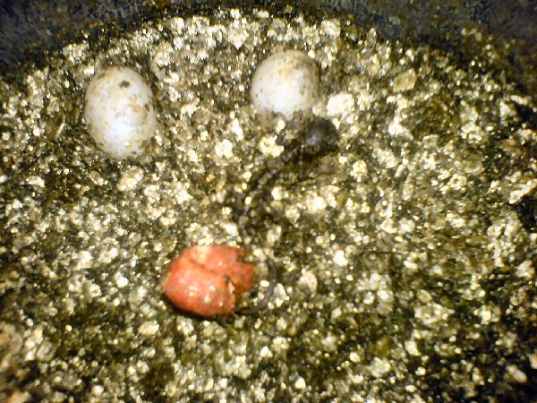 Red egg