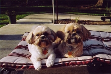 puppies on lounge chair