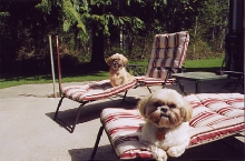 puppies on separate lounge chairs