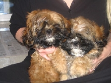 Cynthia holding the pups