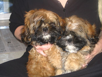 Cynthia holding the pups