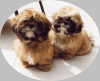 Puppy Oval