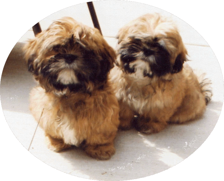 Puppy Oval