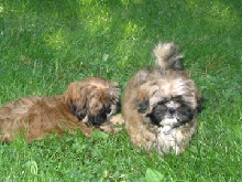 Pups outside