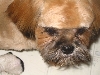 Troilus Close up