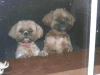 Troilus and Cressida looking out window