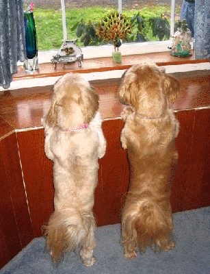 Looking out window