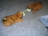 tug of war