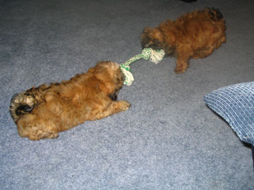 tug of war