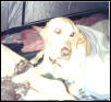 Hunter in the Tent
