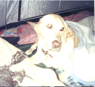 Hunter in the Tent