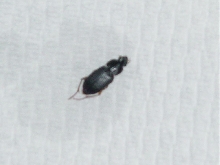 what insect is this?