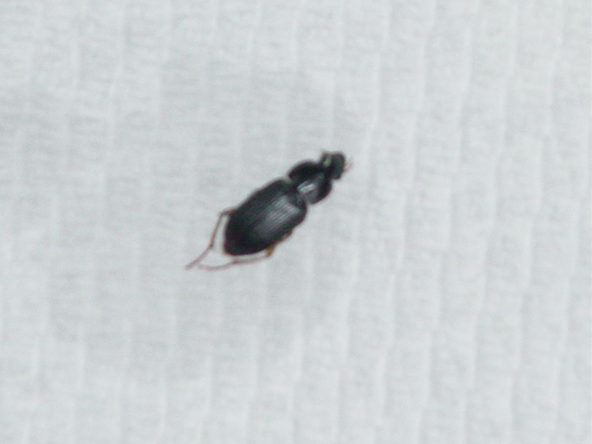 what insect is this?
