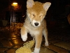 high-steppin' mr. scout.