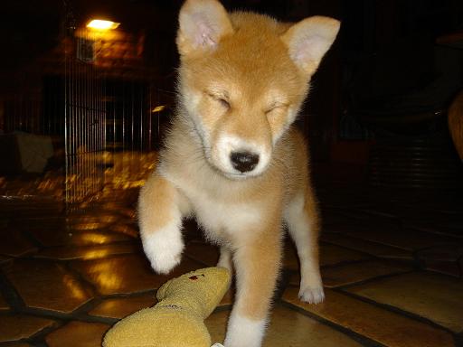 high-steppin' mr. scout.