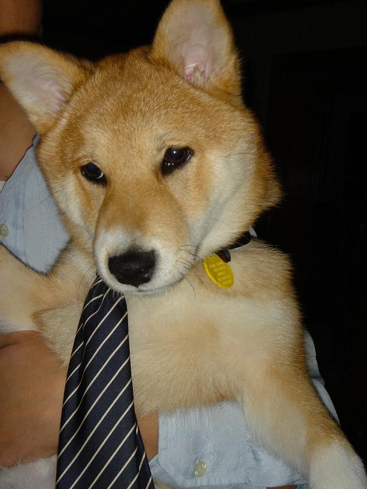 scout goes to work!
