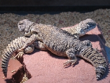 Djemba and Kolo