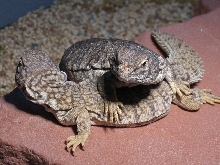 Djemba and Kolo