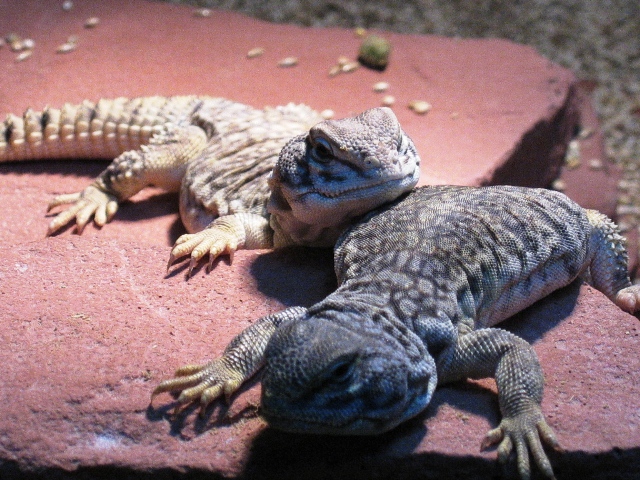 Djemba/Kolo