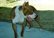 Cain 15 months old