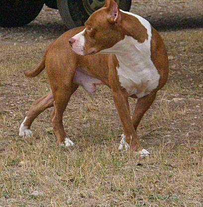 cain
