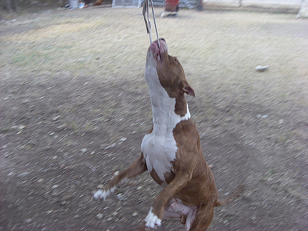cain