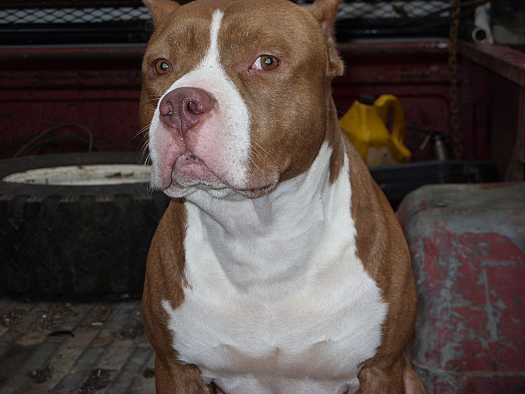 cain
