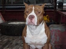 cain