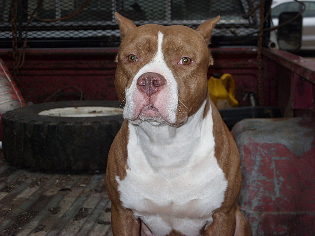 cain