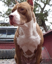 cain