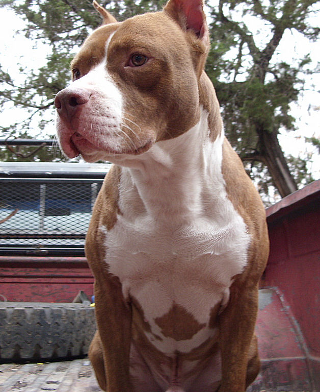 cain