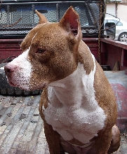 my pit