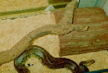 Borneo   Sumatran Blood Python