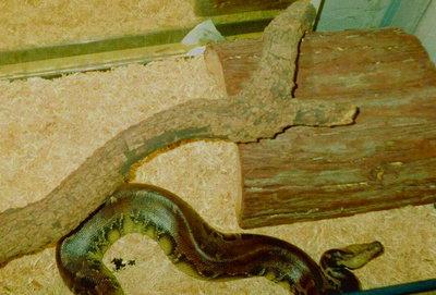 Borneo   Sumatran Blood Python