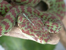 T. venustus