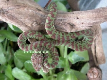Trimeresurus venustus