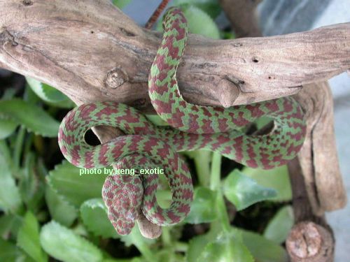 Trimeresurus venustus