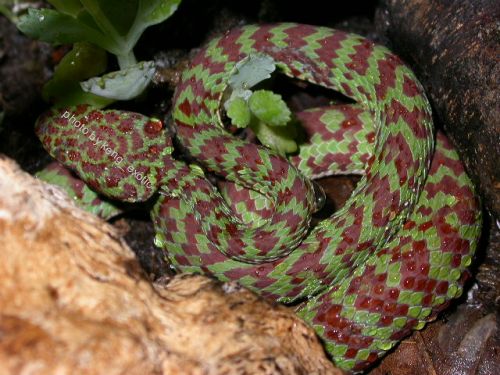 Trimeresurus venustus