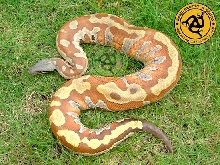 my blood python