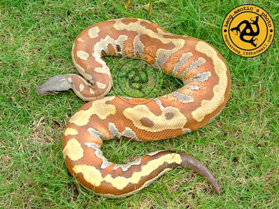 my blood python