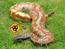 my BP