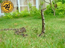 ball want to be cobra