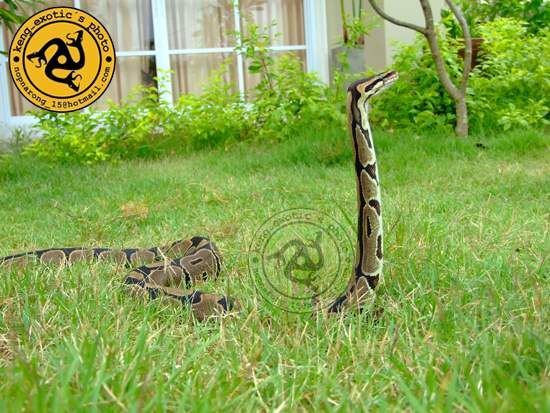 ball want to be cobra