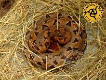 Red Malayan Pit Viper